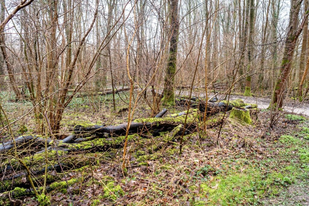 Omgezaagde bomen in het Schollebos