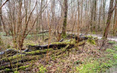 Omgezaagde bomen in het Schollebos