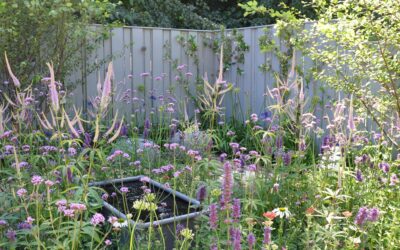 Tuin met wilde plantgroei