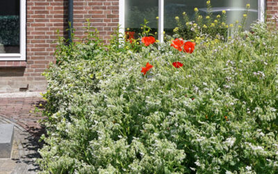 Contrast groene tuin en een tuin met stenen