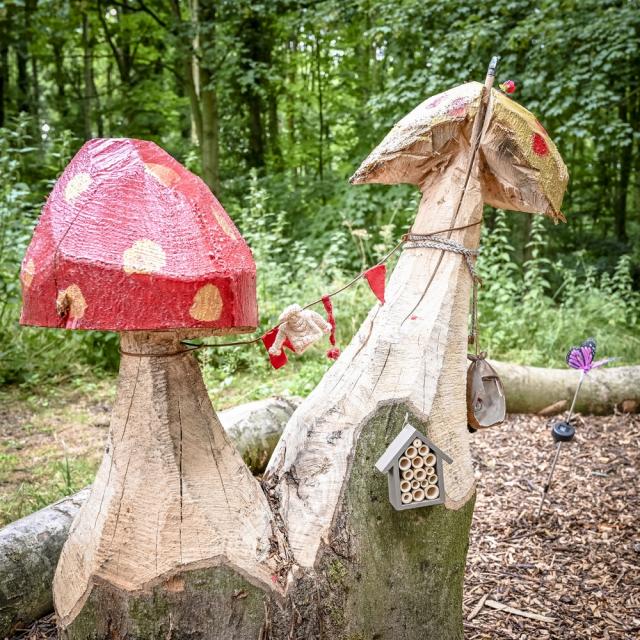 Paddenstoelen op de Kabouterroute Schollebos (foto: Jan Kok)