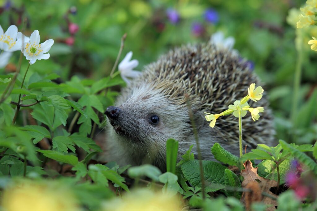 Egel in groen