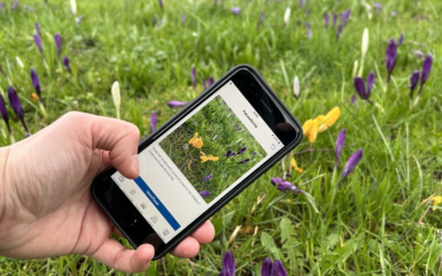 BioBlitz: maak een foto met de ObsIdentify app