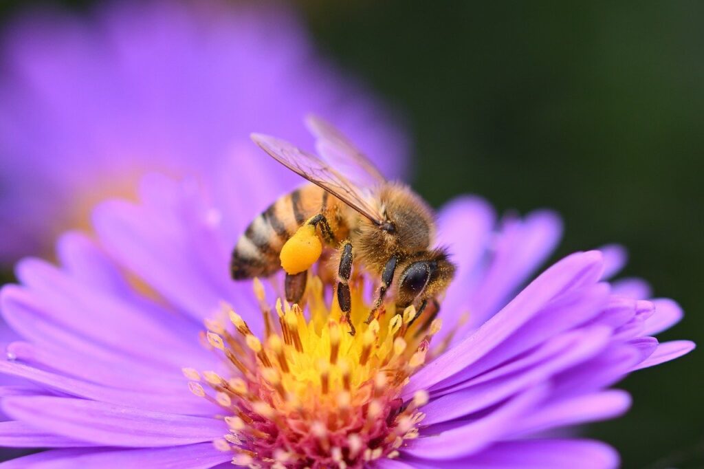 Honingbij op bloem