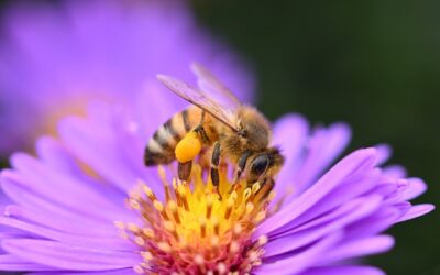 Honingbij op bloem