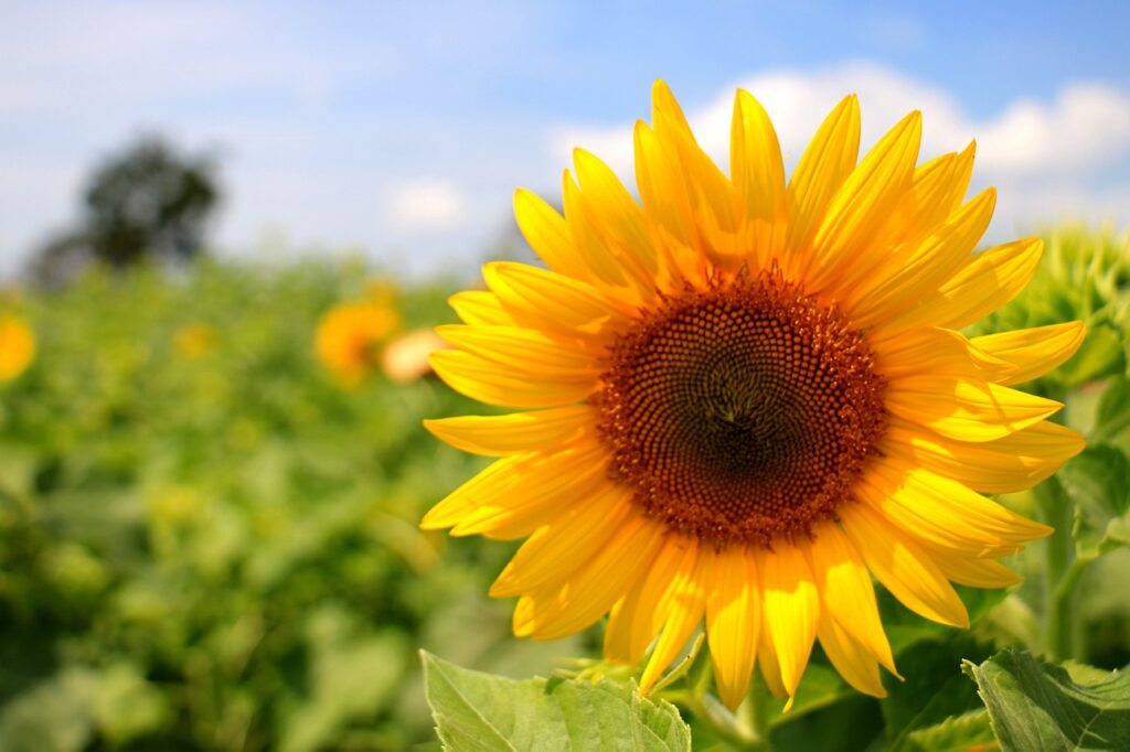 Zonnebloem in een veld