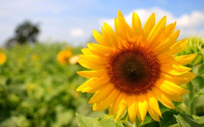 Zonnebloem in een veld