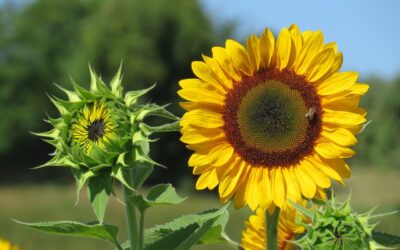 Zonnebloemen