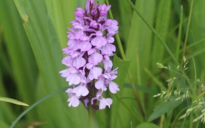De wilde orchidee Rietorchis