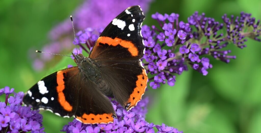 Vlinder op een paarse bloem