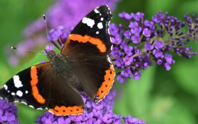 Vlinder op een paarse bloem