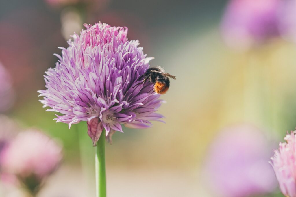 Hommel die eet van de plant Hondsdraf
