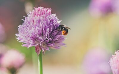 Hommel die eet van de plant Hondsdraf