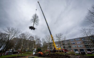 Verplaatsen boom met hijskraan.