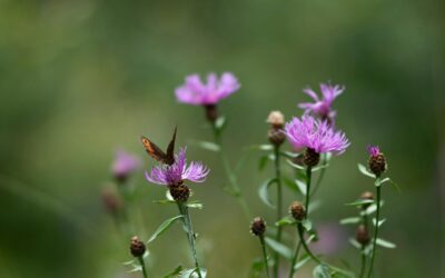 Knoopkruid met vlinder op de bloem