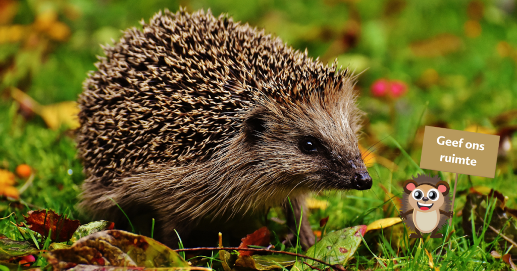 Egel in gras met herfstbladeren. Met getekende egel met bordje met tekst geef ons ruimte