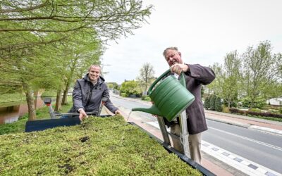 Wethouders Sjoerd Geissler en Rik van Woudnberg werken aan het groene dak van een nieuw bushokje met toegankelijke halte