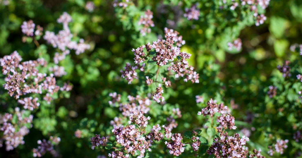 Bloeiende wilde marjolein