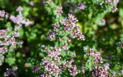 Bloeiende wilde marjolein