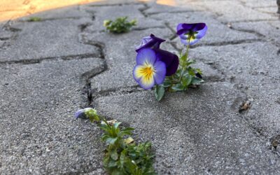 Plantjes die tussen de tegels groeien
