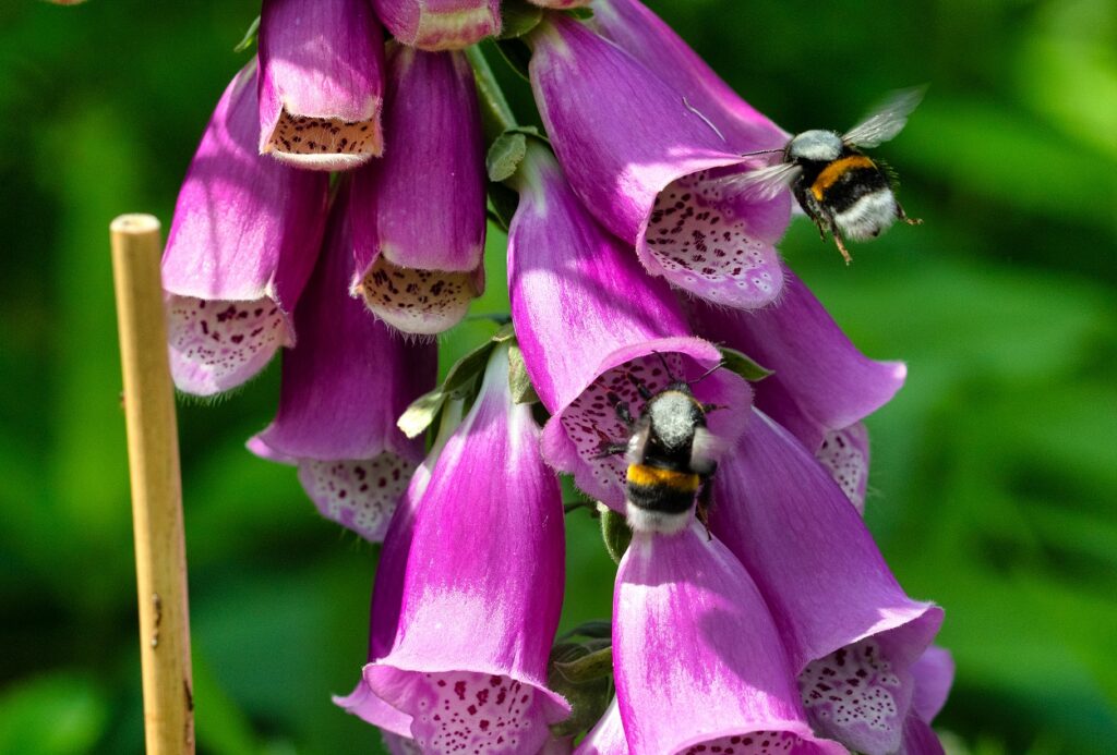 aardhommel op vingerhoedskruid in een natuurlijke tuin