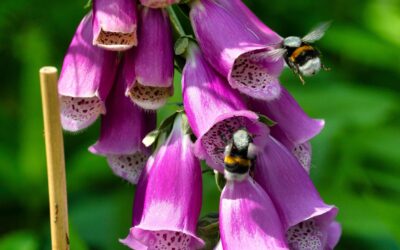 aardhommel op vingerhoedskruid in een natuurlijke tuin