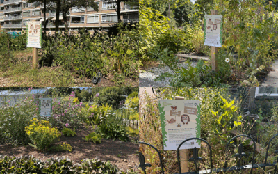 Vier locaties waar planten uit het Tuiny Bloeipakket groeien: buurttuin Florabuurt, Oosterkerk, Nut en Genoegen en voortuin Boeroestraat