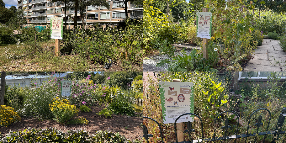 Vier locaties waar planten uit het Tuiny Bloeipakket groeien: buurttuin Florabuurt, Oosterkerk, Nut en Genoegen en voortuin Boeroestraat