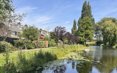 Natuurvriendelijkere oever langs de Kievitlaan in bloei