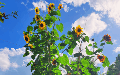 Hoge zonnebloemen