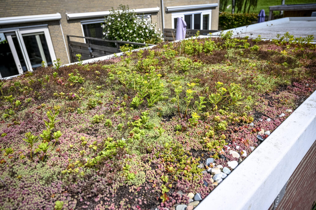 Een dak van een schuur vol groene plantjes.