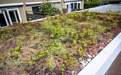 Een dak van een schuur vol groene plantjes.