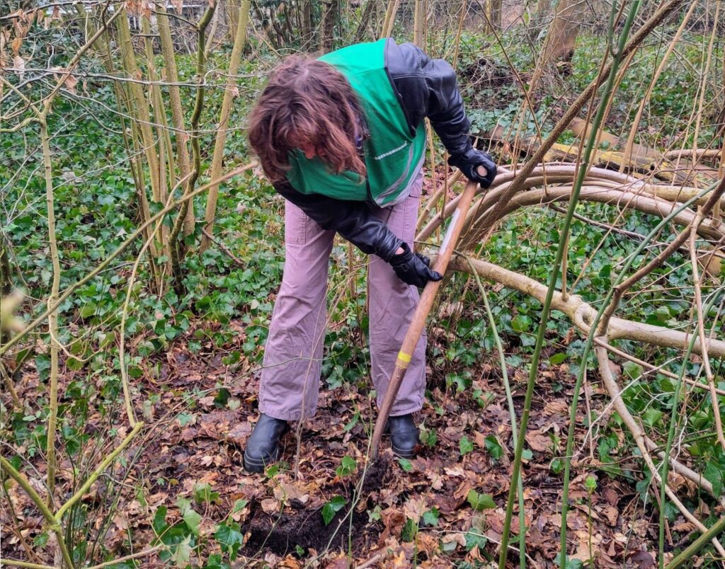 Een vrijwilliger oogst een zaailing in het bos