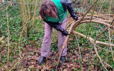 Een vrijwilliger oogst een zaailing in het bos