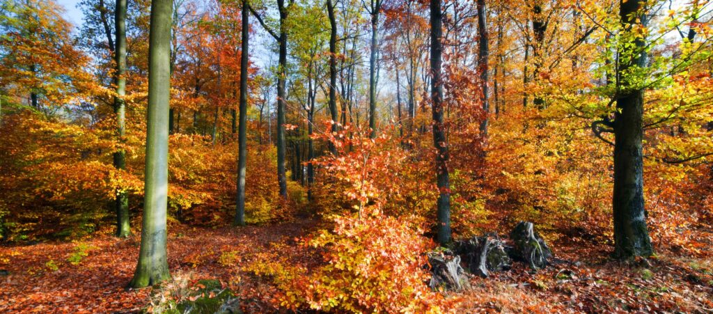 Bos in de herfst met mooie oranje gekleurde blaadjes.