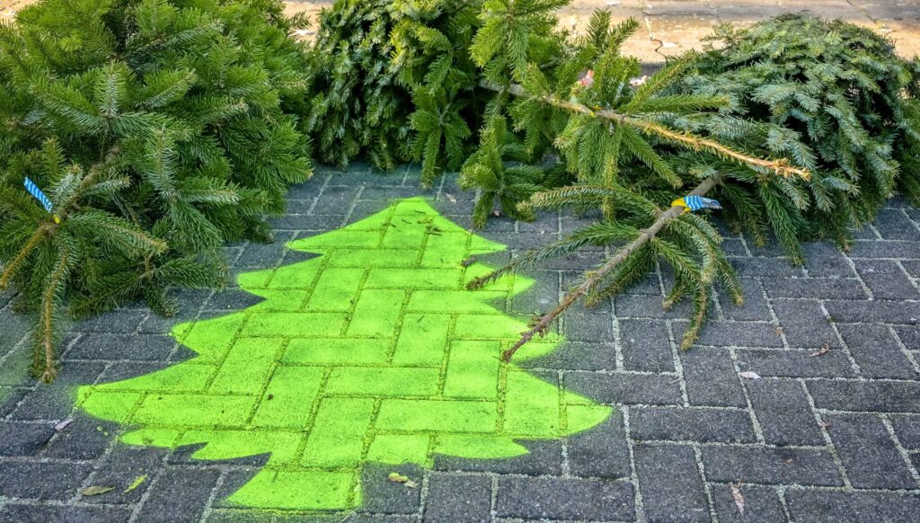 Kerstbomen bij het inleververzamelpunt. Dat is te herkennen aan een felgroen geverfde kerstboom op een parkeervlak.