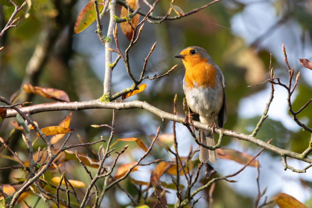 Roodborstje in een boom in een herfstige omgeving