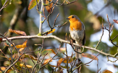 Roodborstje in een boom in een herfstige omgeving