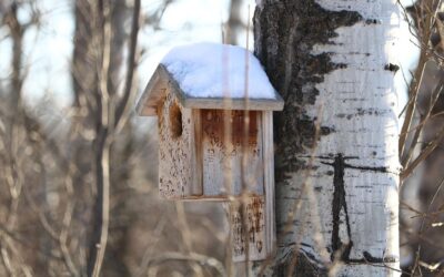 Vogelhuisje met sneeuw erop.