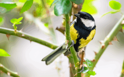 Een koolmees op een tak in de boom