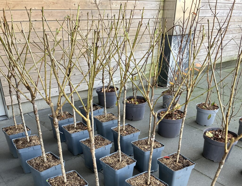 Verschillende soorten geboortebomen bij elkaar