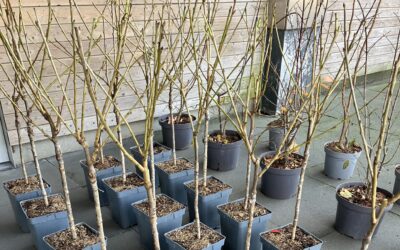 Verschillende soorten geboortebomen bij elkaar