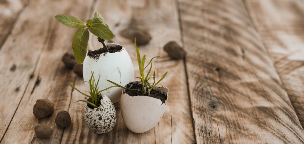 Paaseitjes gevuld met aarde en groene plantjes.