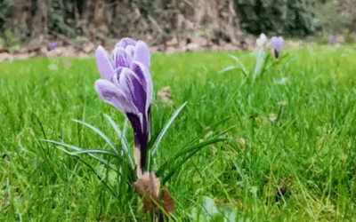 Gras met krokus