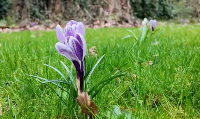 Gras met krokus
