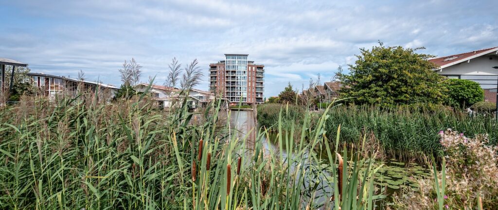 Sloot met veel groen en riet en in de verte een flatgebouw.