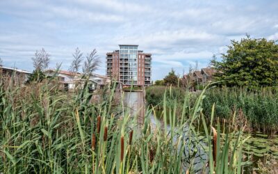 Sloot met veel groen en riet en in de verte een flatgebouw.
