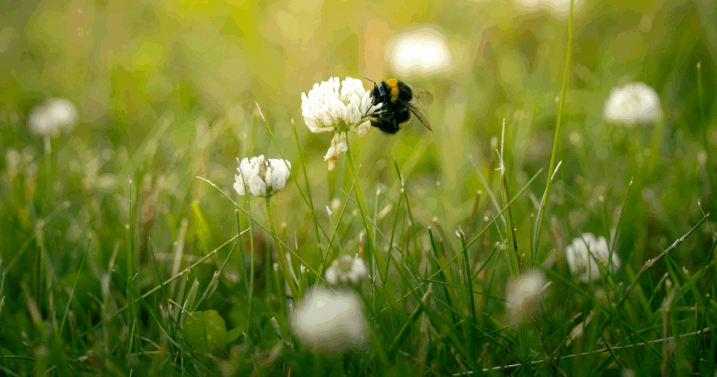 Hommel op bloem in het hogere gras