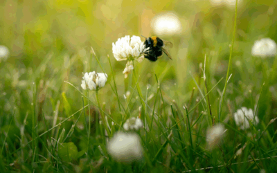 Hommel op bloem in het hogere gras
