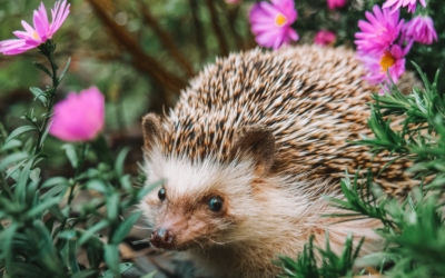 egel in het groen